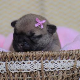 French Bulldog Puppies from Sharp-Noble French Bulldogs