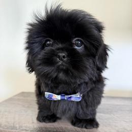 Podo - Black male Shih Tzu puppy in Northridge, California from Our ShihTzu Family