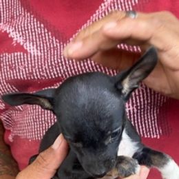 Rat Terriers from Banty Savage Kennel