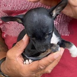 Rat Terriers from Banty Savage Kennel
