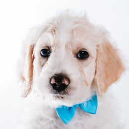 Lt Blue - "Blue" - Bernedoodle puppy from Shabbey Sheek Bernedoodles