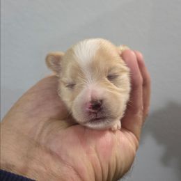 Buddy - Apricot male Maltipoo puppy in Sedro Woolley, Washington from Absher Ranch