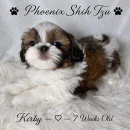 Kirby was Ziggy - Gold and white male Shih Tzu puppy in Hayden, Idaho from Phoenix Shih Tzu