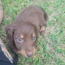 Max - Chocolate and tan male Dachshund puppy in Onalaska, Texas from Weenies on the Lake