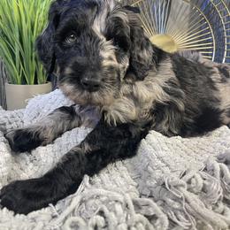 Labradoodle Puppies from Honey Doodle Farm