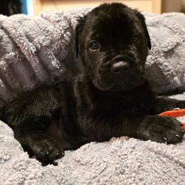 Orange Collar Male - Black brindle male Cane Corso puppy in Pylesville, Maryland from Safe Haven Cane Corso