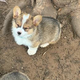 Boomer - Sable male Pembroke Welsh Corgi puppy in Millsap, Texas from Punchy Pembroke Ranch