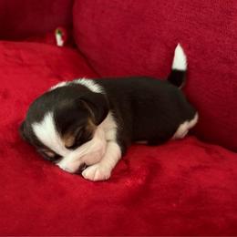 Pocket Beagle Otis - Black tan and white male Beagle puppy in Gentry, Arkansas from HC Puppy Ranch