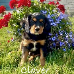 Clover - Tri-color male Cavapoo puppy in Smithfield, Utah from Shoemaker Farm & Cavapoo Kennel