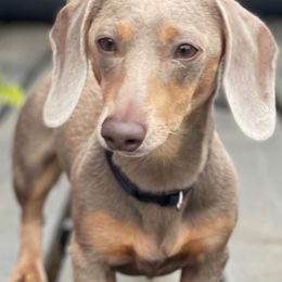 Jax - Dachshund