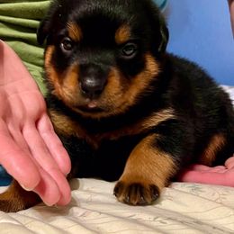 Rottweiler Puppies from Alpha Co. Rottweilers