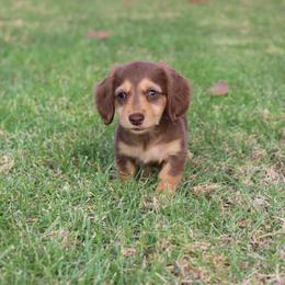 Dachshund Puppies from Dachshund Pups