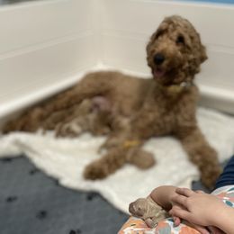 Goldendoodles from Cedar Harbor Doodles