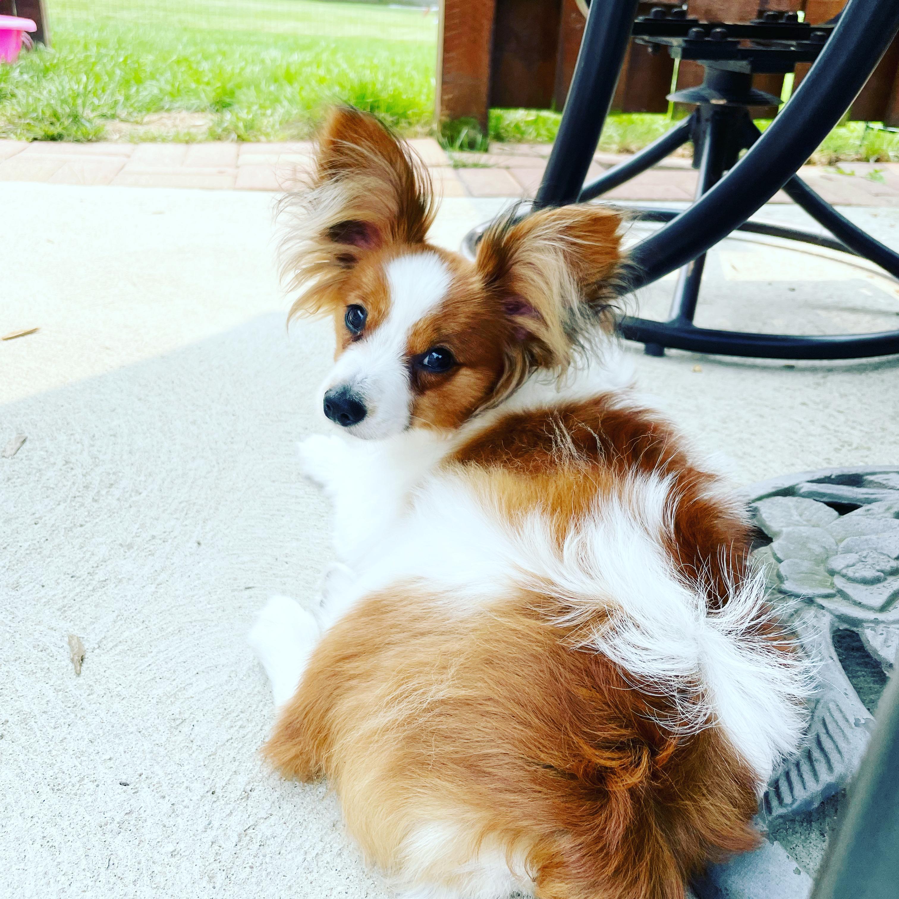 Black Swamp Papillons in Ohio | Papillon puppies | Good Dog