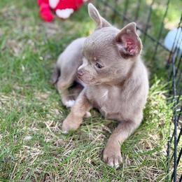 Chihuahua Puppies from Cloud9 Chihuahuas