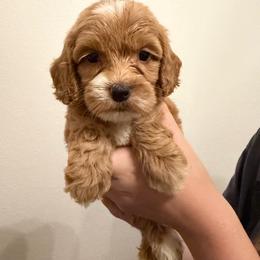 Splash - Gold female Australian Labradoodle puppy in Denton, Texas from Liberty Hill Labradoodles