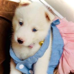 Pearl - White female Siberian Husky puppy in Atlanta, Georgia from Lobban Huskies