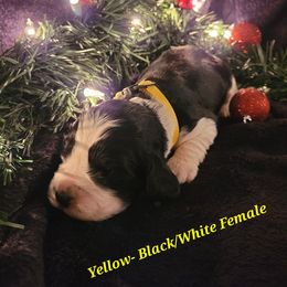 English Springer Spaniel Puppies from 31 Pines Springers & Retrievers
