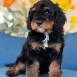 Lacey - Tri-color female Cavapoo puppy in Yuciapa, California from AlltheDoodlez_