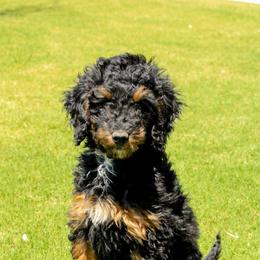 Leena Lovegood - Phantom female Poodle puppy in Godley, Texas from Godley Designer Doodles
