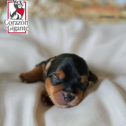 Kitana - Black and tan female Yorkshire Terrier puppy in California from Corazon de gigante