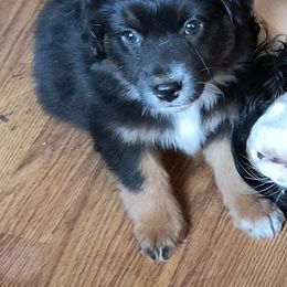 Raisen - Black tri female Miniature American Shepherd puppy in Goldendale, Washington from Amulet Charm