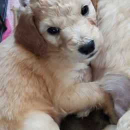 Goldendoodle and Poodle Puppies from The Doodle Patch