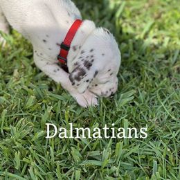 Dalmatian Puppies from Louisiana Roux Dalmatians