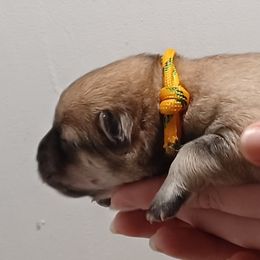 Zia, Yellow Collar - Fawn female Eurasier puppy in Lakewood, Ohio from Exquisite Eurasier