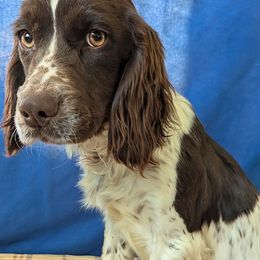 Thistle - English Cocker Spaniel