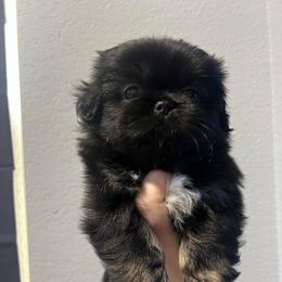 Daffy - Black and tan female Pekingese puppy in Enterprise, Nevada from Pekingese Puppy Vegas