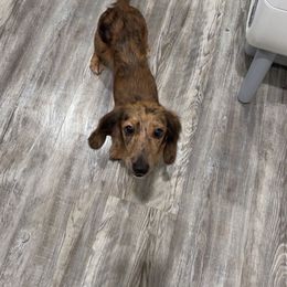 Roxie - Dachshund