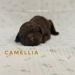 Camellia - Chocolate female Goldendoodle puppy in Dallas County, Texas from Dream A Little Doodle