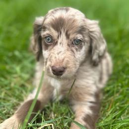 Comet - Red merle male Aussiedoodle puppy in Columbia Falls, Montana from Firefly Aussies & Aussiedoodles