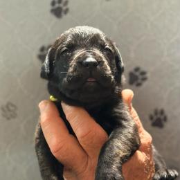 Yellow - Black female Cane Corso puppy in Paris, Texas from Knucklehead Cane Corso