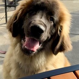 Leonberger Puppies from Tir na nOg Leonbergers