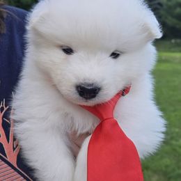 Red boy - White male Samoyed puppy in Elwell, Michigan from Limelight Samoyeds