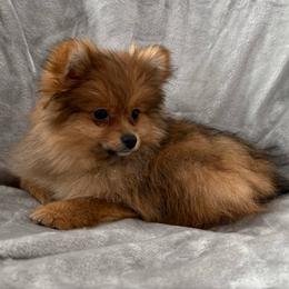 Orange Sable -  Available - Orange sable female Pomeranian puppy in Effort, Pennsylvania from Pomeranian Puppies