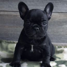 French Bulldogs from Paramount Frenchies
