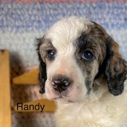 Randy - Sable male Poodle puppy in Greenville, North Carolina from Grace Poodles