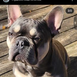 Gizmo - French Bulldog