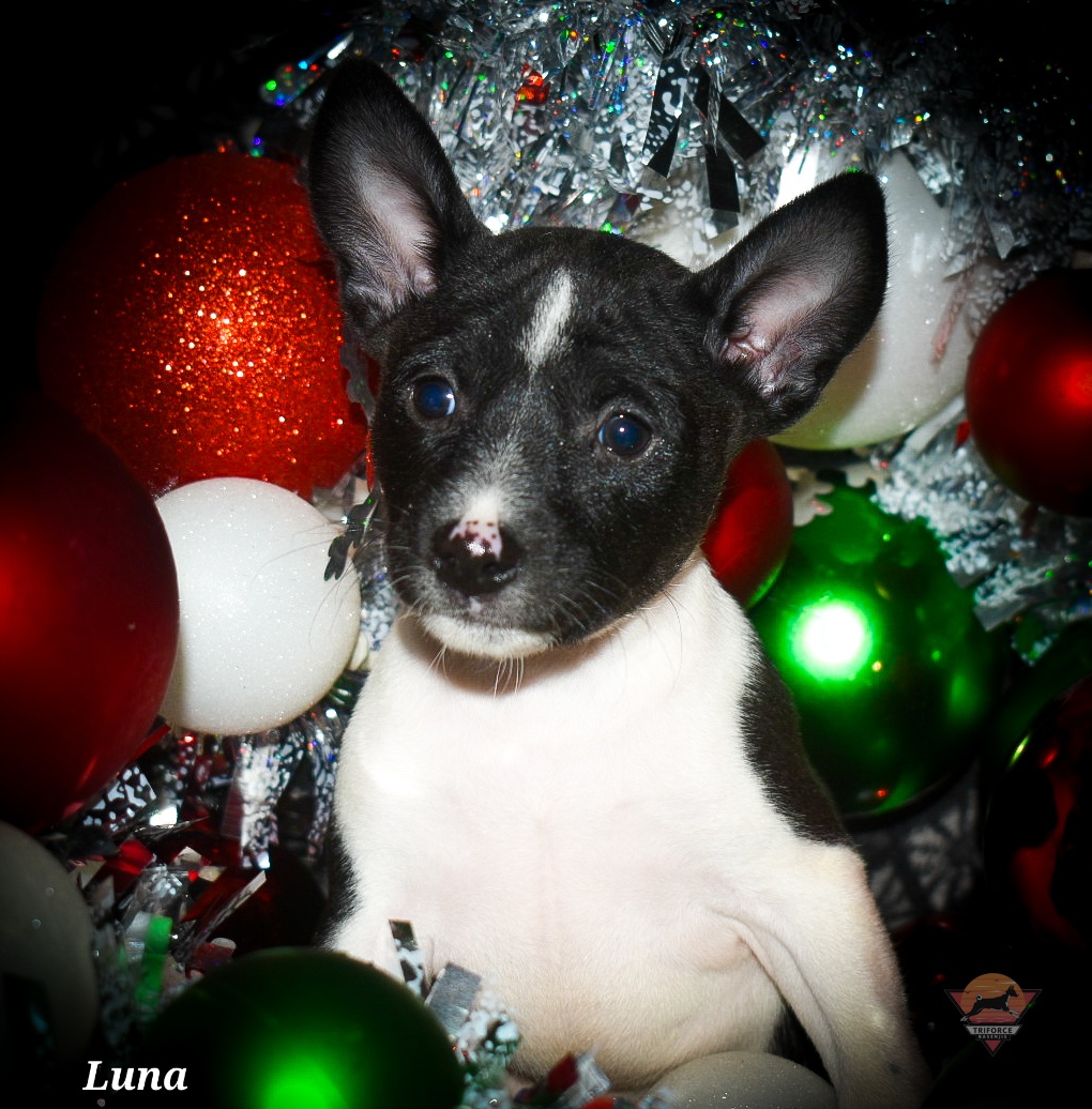 Luna - Black and white female Basenji puppy in San Diego, California from Triforce Basenjis