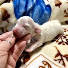 Dachshund puppies from Dachsy