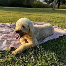 Beau - Cream female Goldendoodle puppy in Fairmount, Georgia from Muscadine Meadows Farm