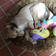 Saluki Puppies from Kushiel Salukis
