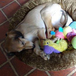 Saluki Puppies from Kushiel Salukis