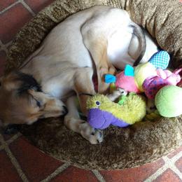 Saluki Puppies from Kushiel Salukis