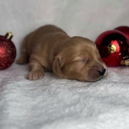 Comet - Cream male Dachshund puppy in Kingman, Arizona from Diddle Bros Dachshunds