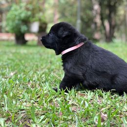 German Shepherd Puppies from Zwinger vom Schneider Wald