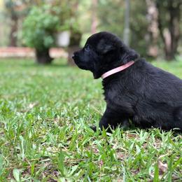 German Shepherd Puppies from Zwinger vom Schneider Wald